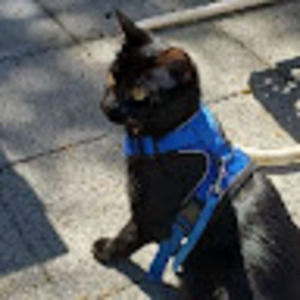 Meet your Posher, Grace